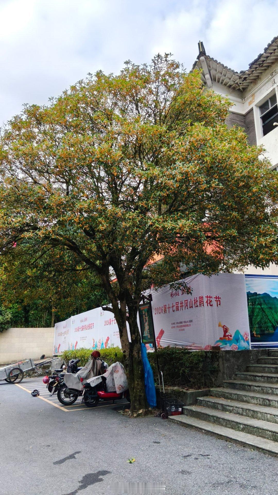 走在井冈山的大街小巷，满城桂花香。 ​​​