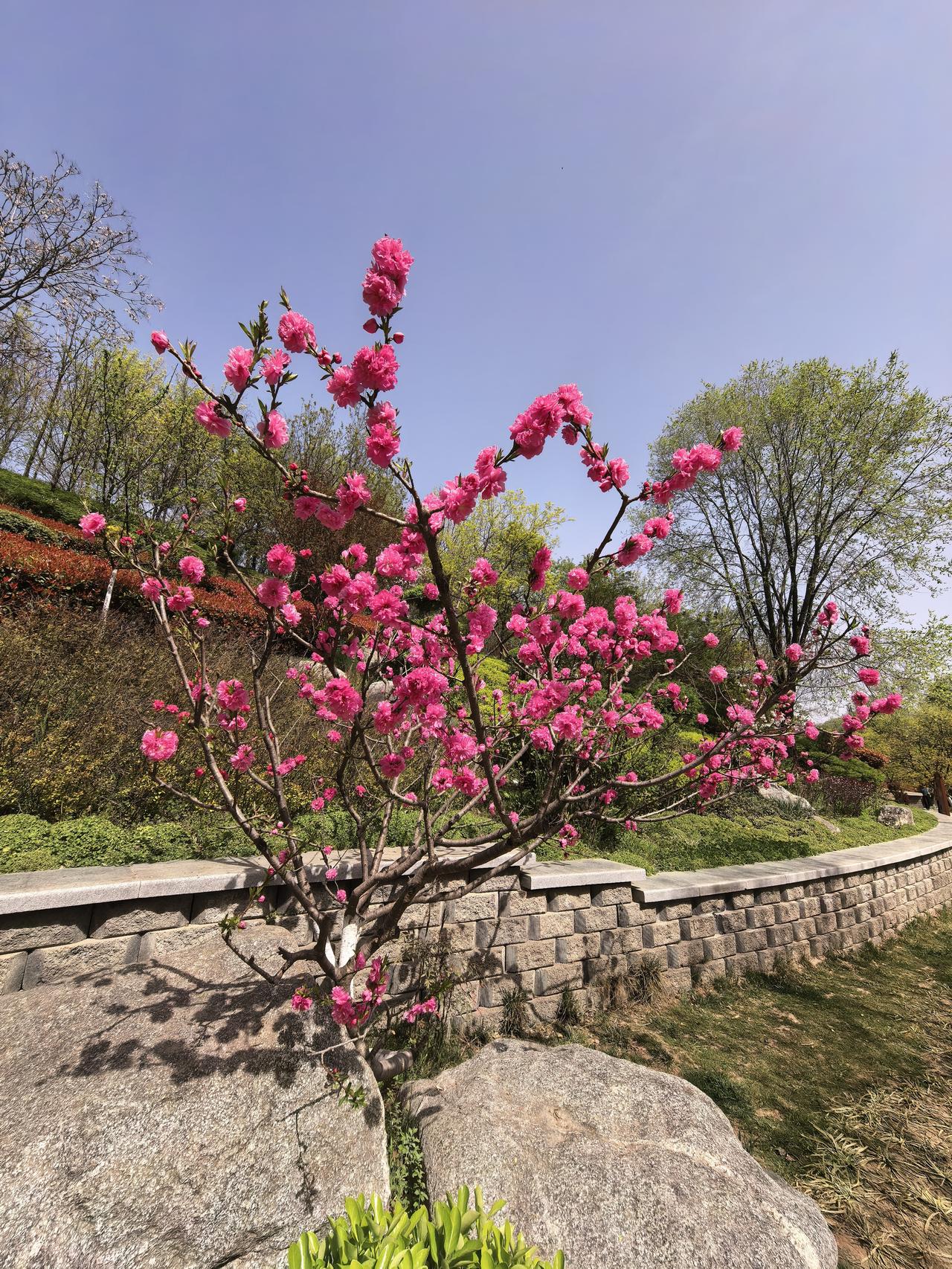 国轩高科A股本周走势分析及展望

一、本周走势回顾

本周国轩高科走出典型的"前