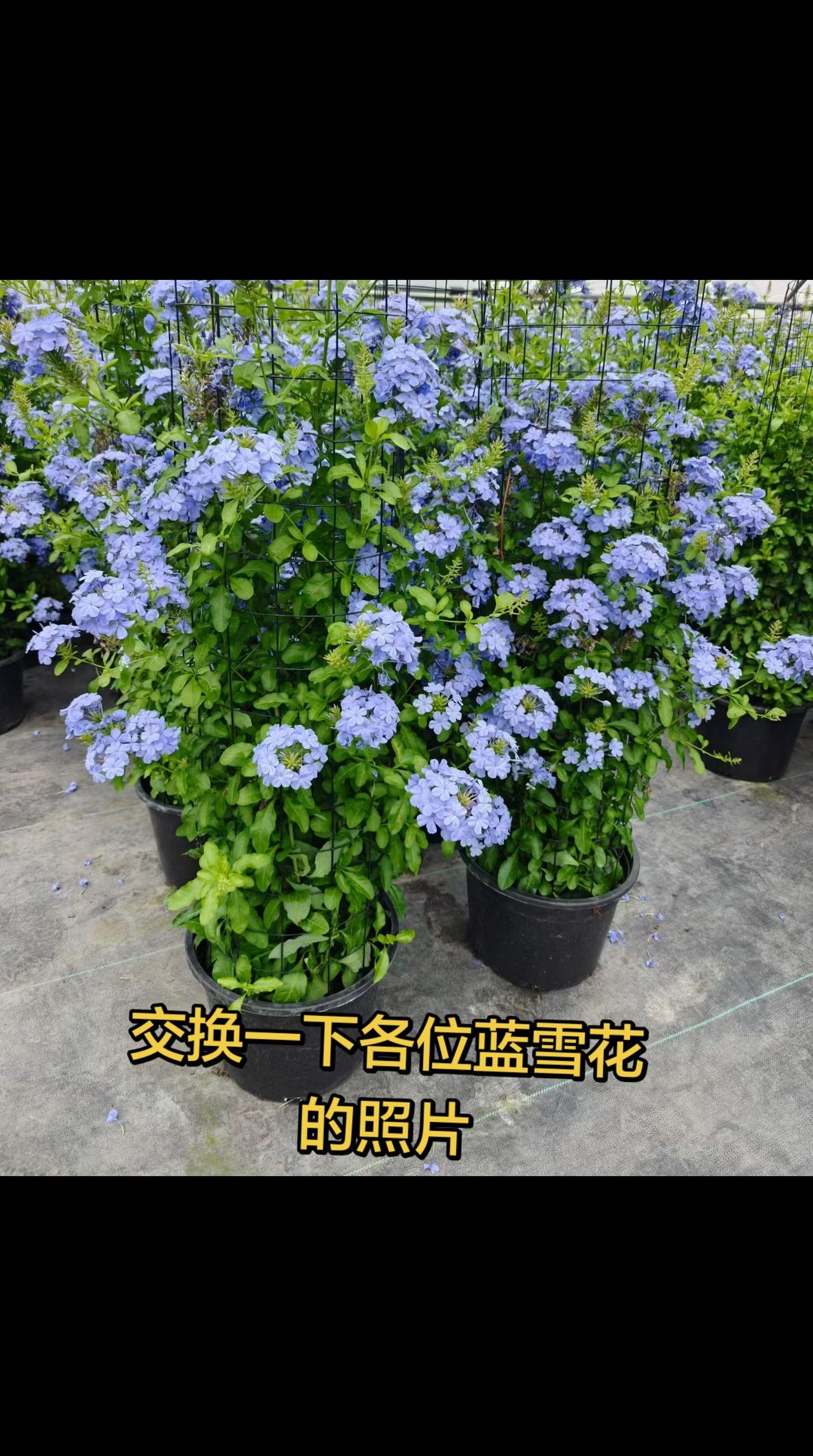 爆盆蓝雪花 蓝雪花 种花日常分享 蓝雪花繁殖技巧 蓝雪花养护