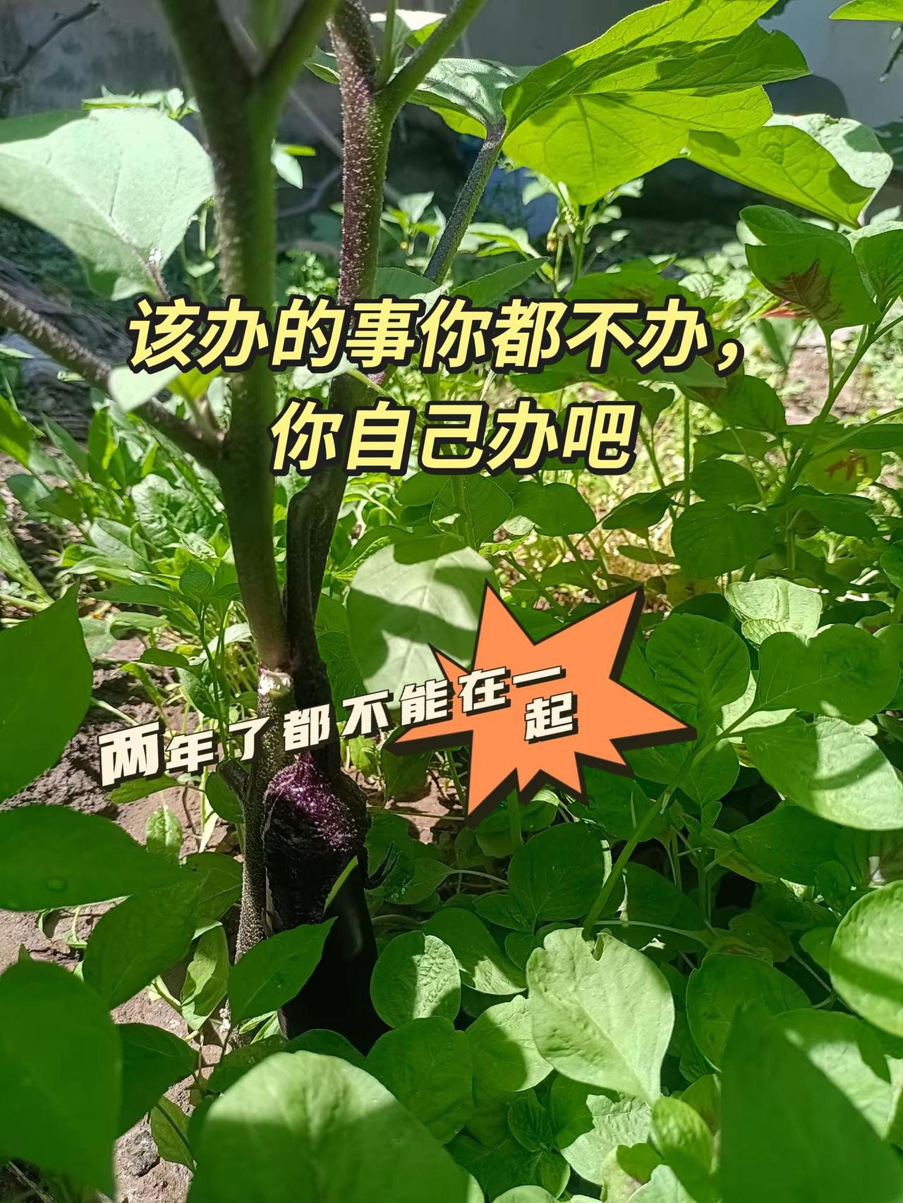 把金山老师都气的不行，恨不得亲手上