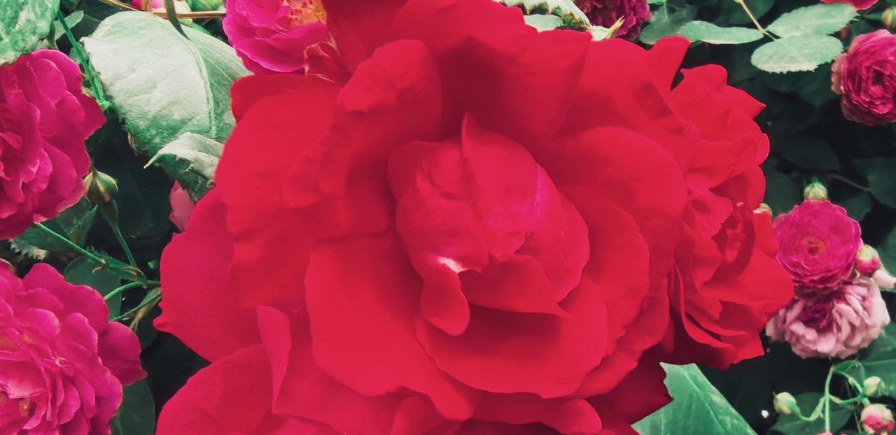 下午，见一朵玫瑰花好像要把春天焊在枝头上，花瓣卷着火焰的弧度，露珠里藏着银河。