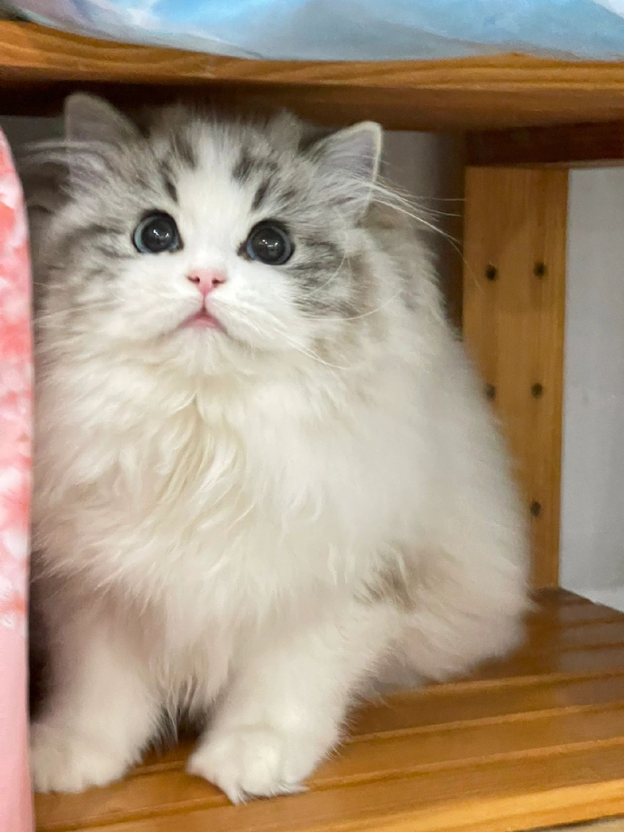 我的朱（猪）砂痣小猫🐷