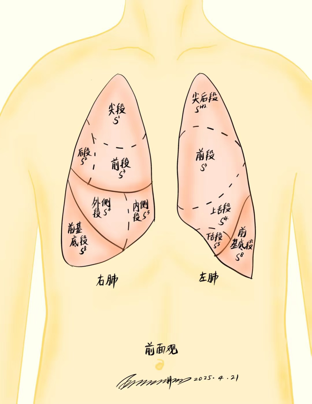 从不同的角度看肺段