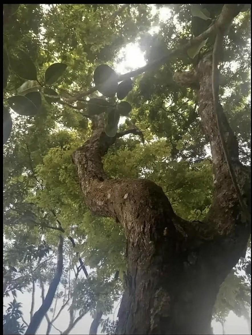 黄花梨（降香黄檀），错误的科普会带来的法律风险。
《红木》国标内的降香黄檀，属于