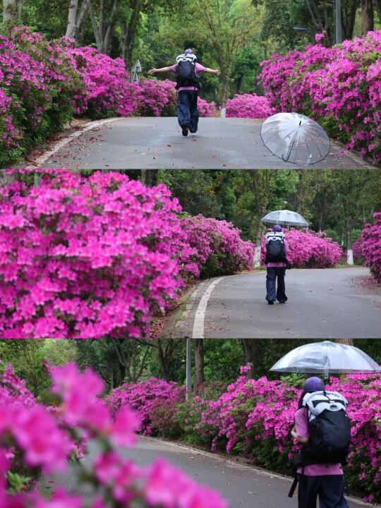 野心友好｜淹没在长沙望城的杜鹃花瀑里！