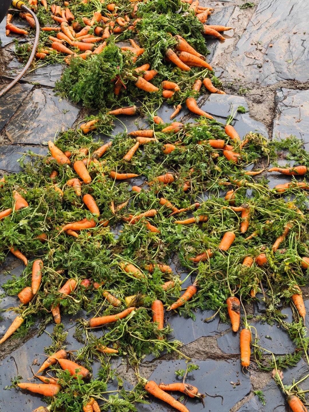 今天是咱们南方小年，拔了一大堆胡，怎么做菜好吃？每天早起打卡