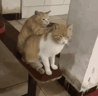 在猫咪的世界里，做小弟就要有小弟该有的样子
##
爽不？这享受的样子，我拿一根猫
