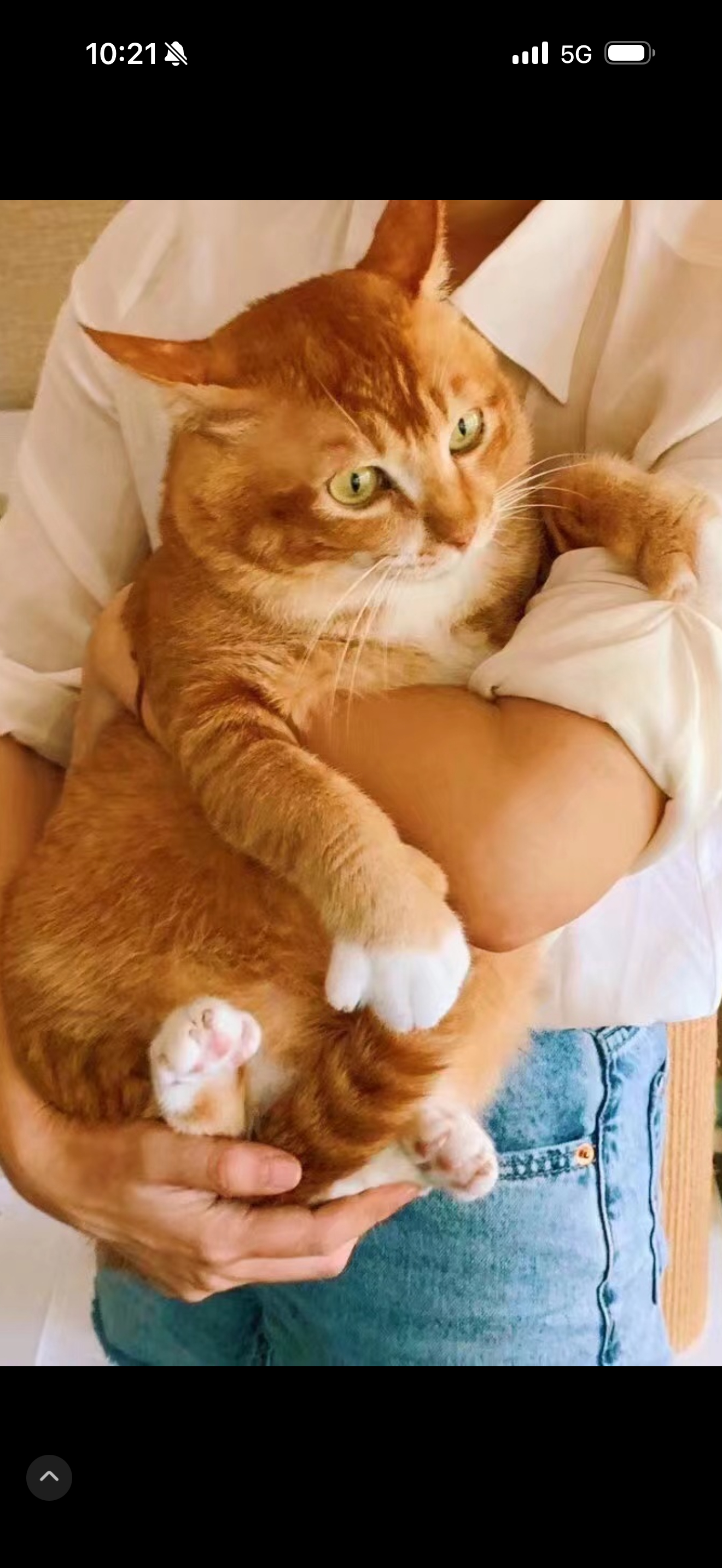 妈妈我想养一只小猫可以吗可以可以😌 深圳