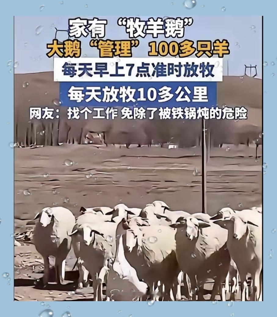 内蒙古这只大鹅火了！不当“街溜子”改行当羊倌，这波操作太秀了
 
内蒙古一男子，