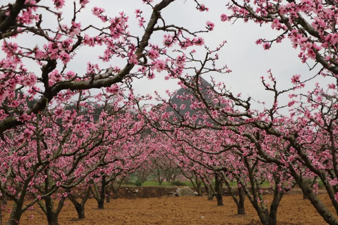 《永乐》新MV重磅发布！在桃林邂逅桃花坞