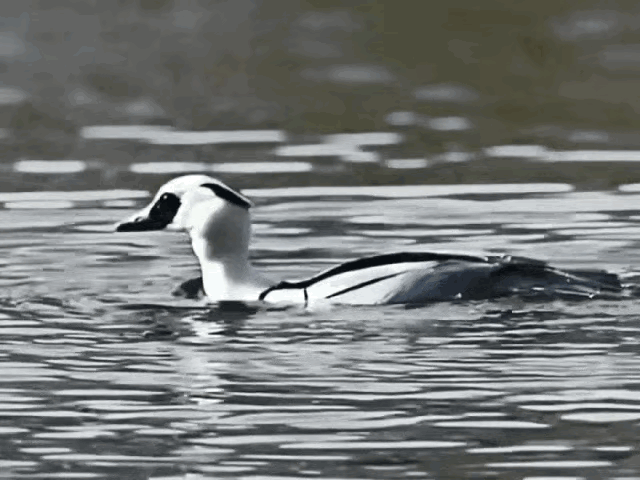 鸭界的极简美学！
黑白花熊猫鸭现身北京！

鸭子界也有熊猫长相的品种。近期观鸟爱