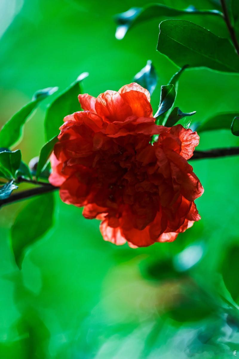 风遇榴花，满目热烈浪漫～寻美中国💐寻美河南