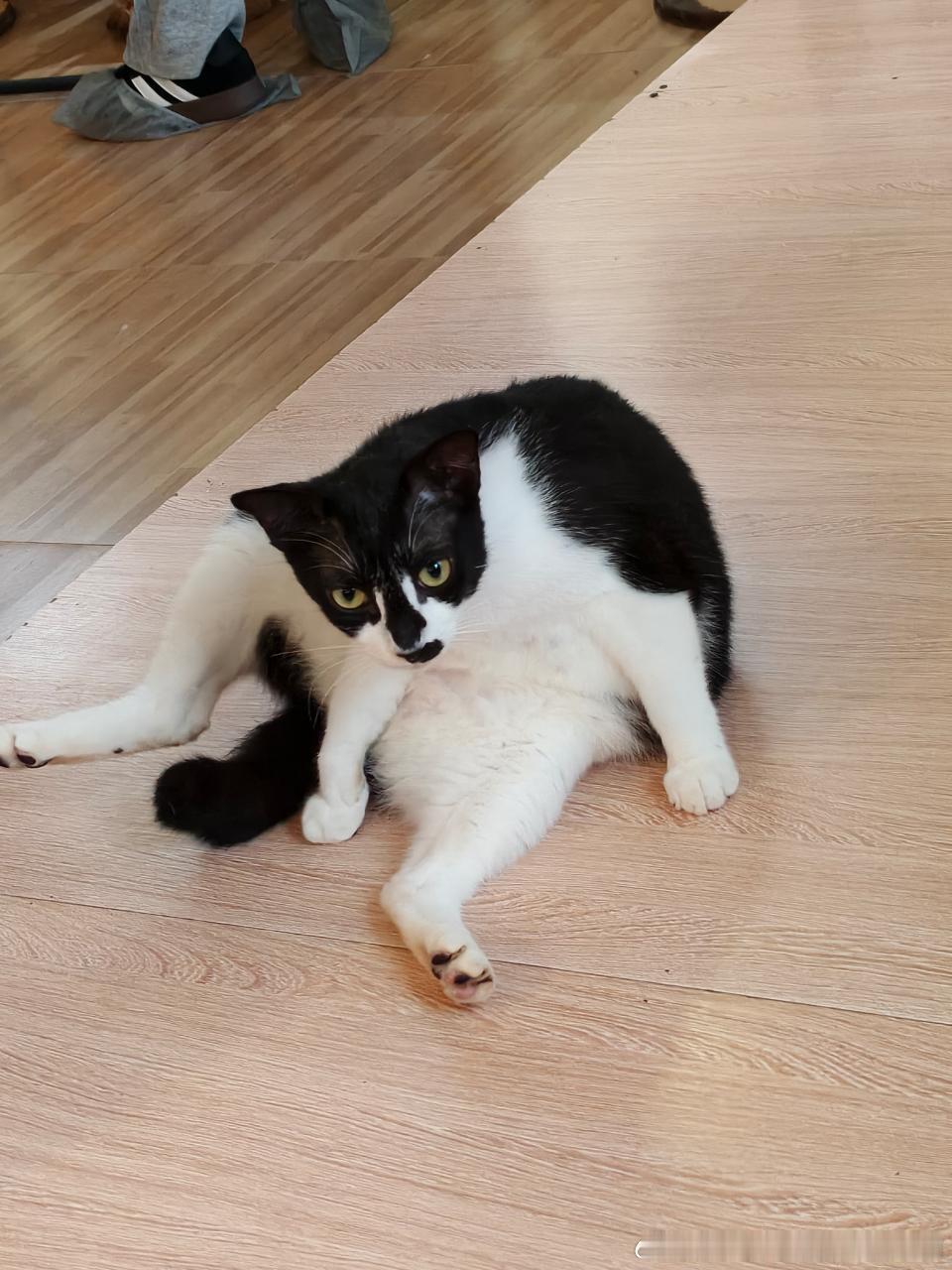 49619【纯丑】猫咖的大佐猫… 