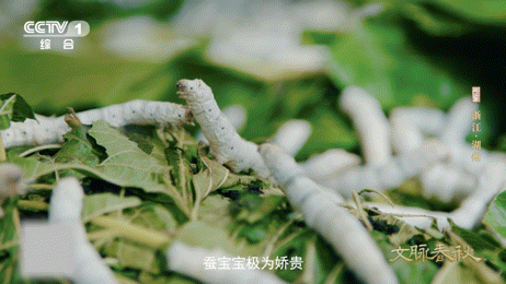 村里贴满小猫窗花 湖州荻港藏着可爱小秘密！猫咪是“蚕房公务员”，千年来驱鼠护蚕保