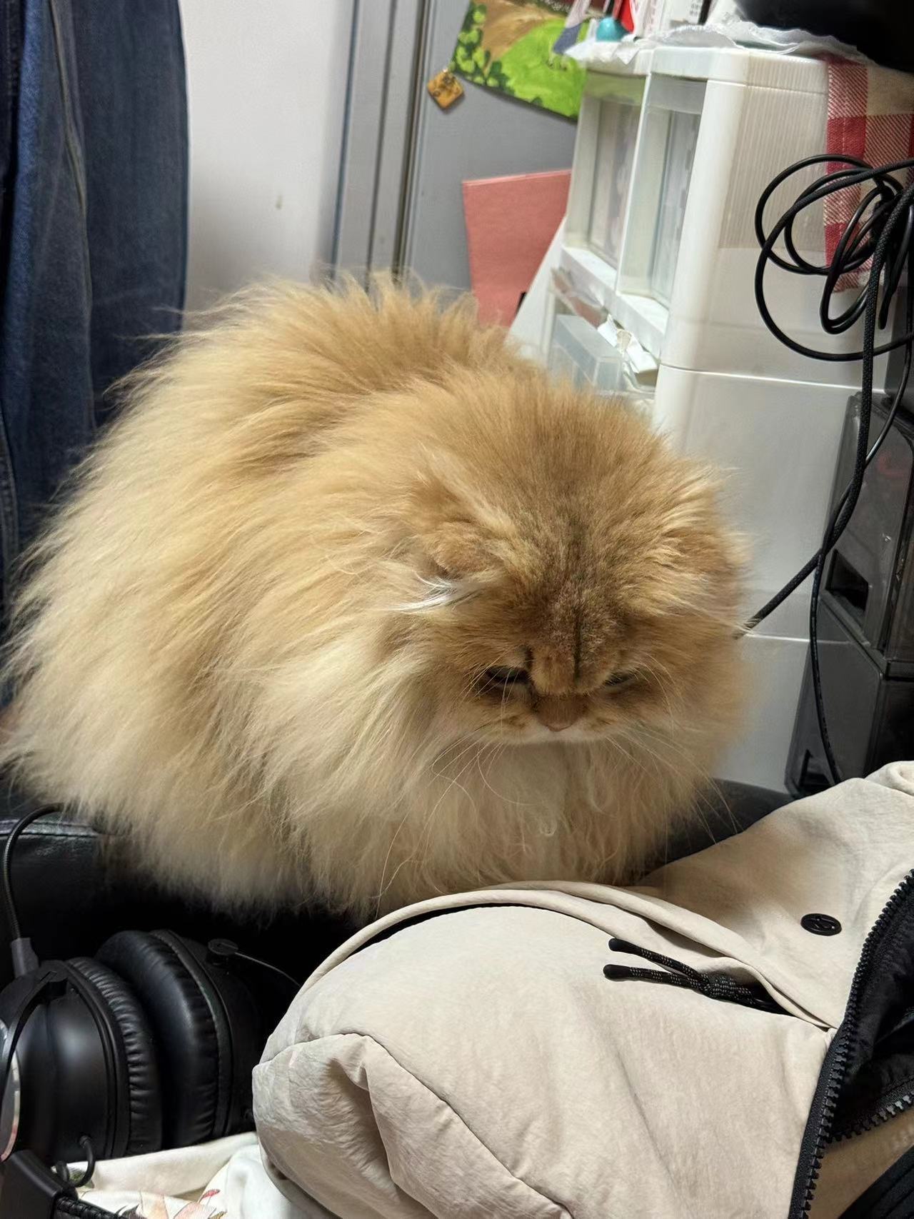 猫猫炮弹请注意安全⚠️⚠️⚠️#英国长毛猫##金渐层[超话]##辣椒家新家回访#