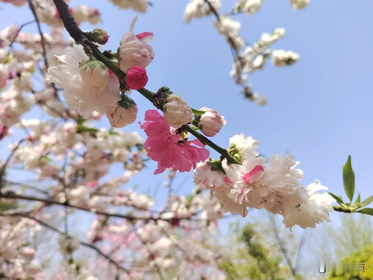 今日才发现，一棵树上有两种颜色的花，一个是红色的，一个是白色的，一棵花上还可以有