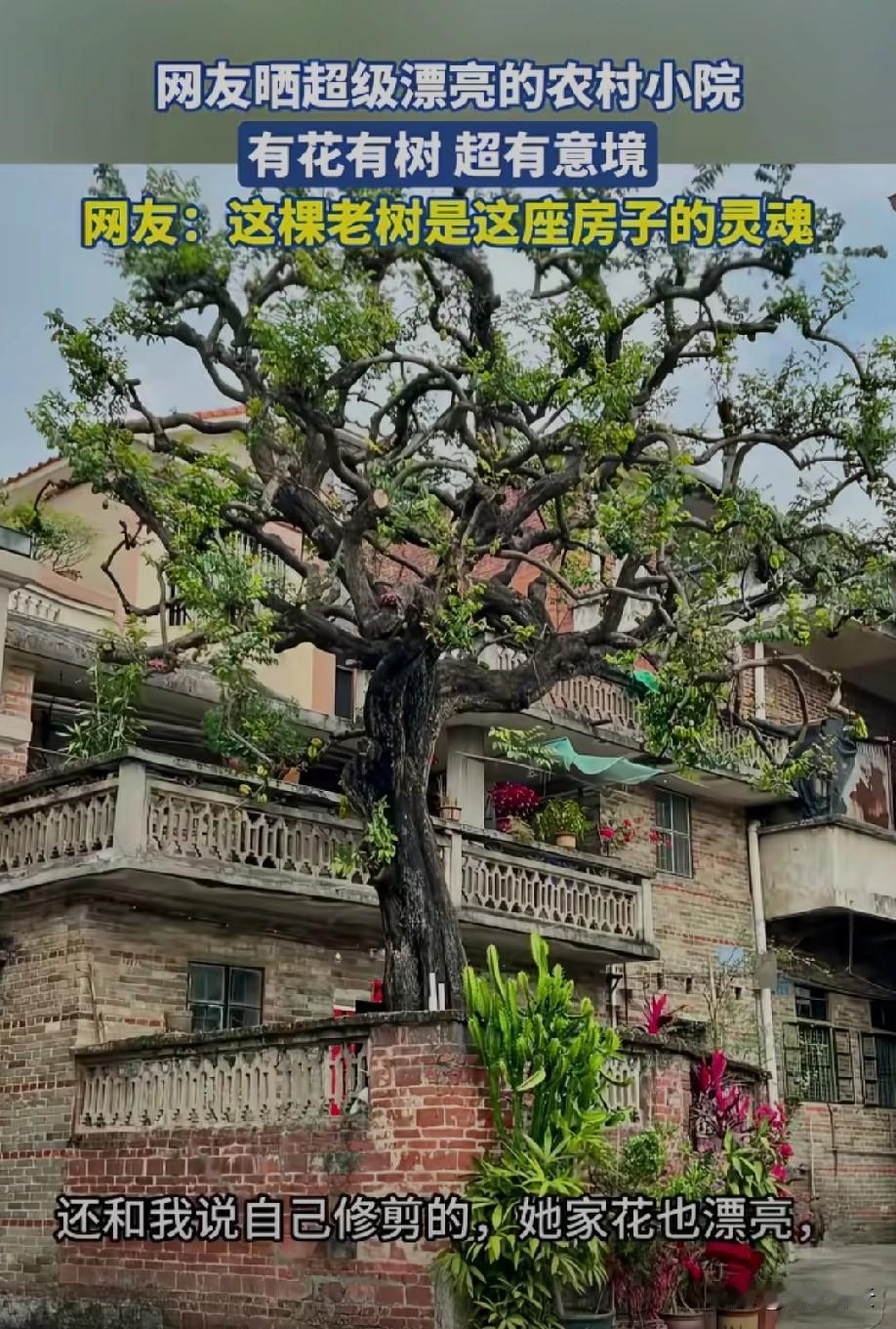 远看确实挺漂亮的
但要是近了
就比较一般了[捂脸]