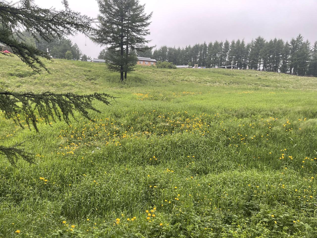 清凉之徒步登山路线，让你在凉爽的微风中欣赏大自然的美景，有草原，有奇峰山峦，有牛