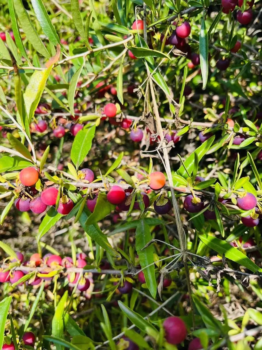 神奇物种。有人知道它吗？