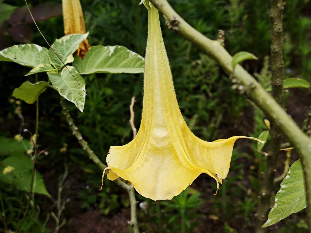 在重庆，第一次遇见一种大喇叭形黄花，长约 10–20cm，散发着一种独特的香气。