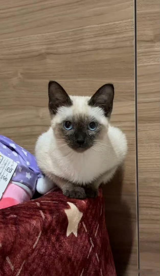猫帮我提了离职猫猫改变命运，一只看得见的手 