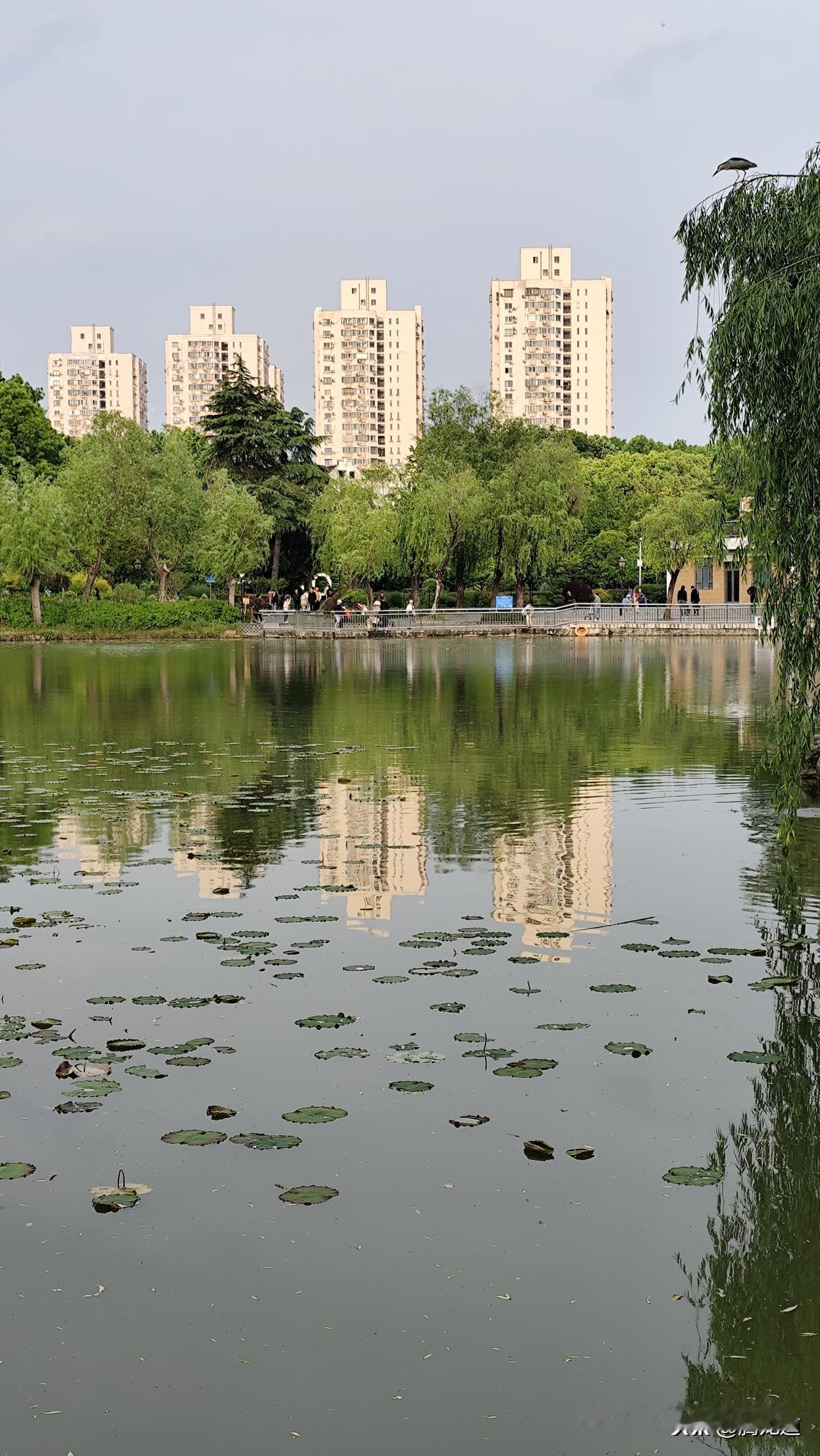上海哪一个区才算正宗上海人上海很大，但真正据史料记载上海属于华亭，早期的松江就是