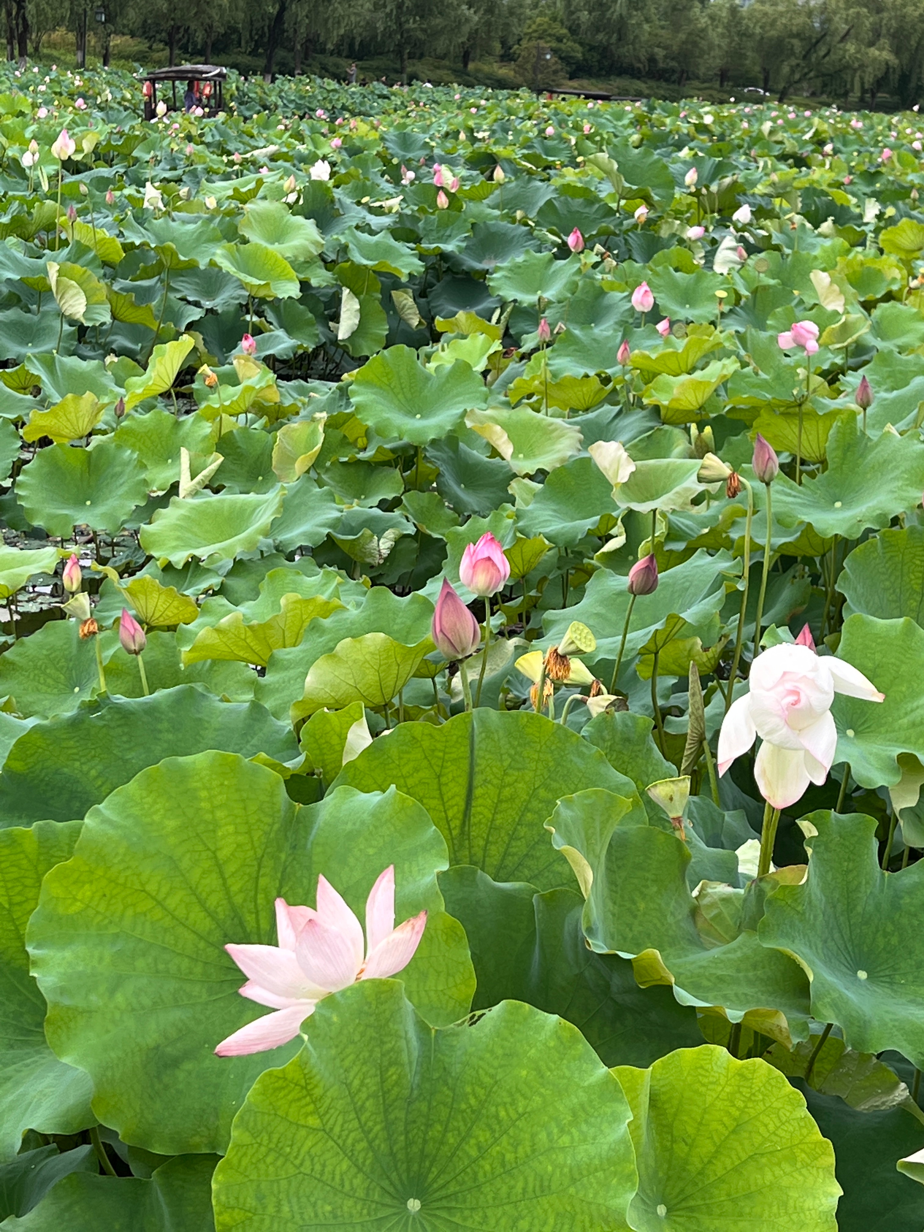下完暴雨去坐赏荷。坐摇撸船的时候，还下了一点点小雨—— 大珠小珠落玉盘#荷花##