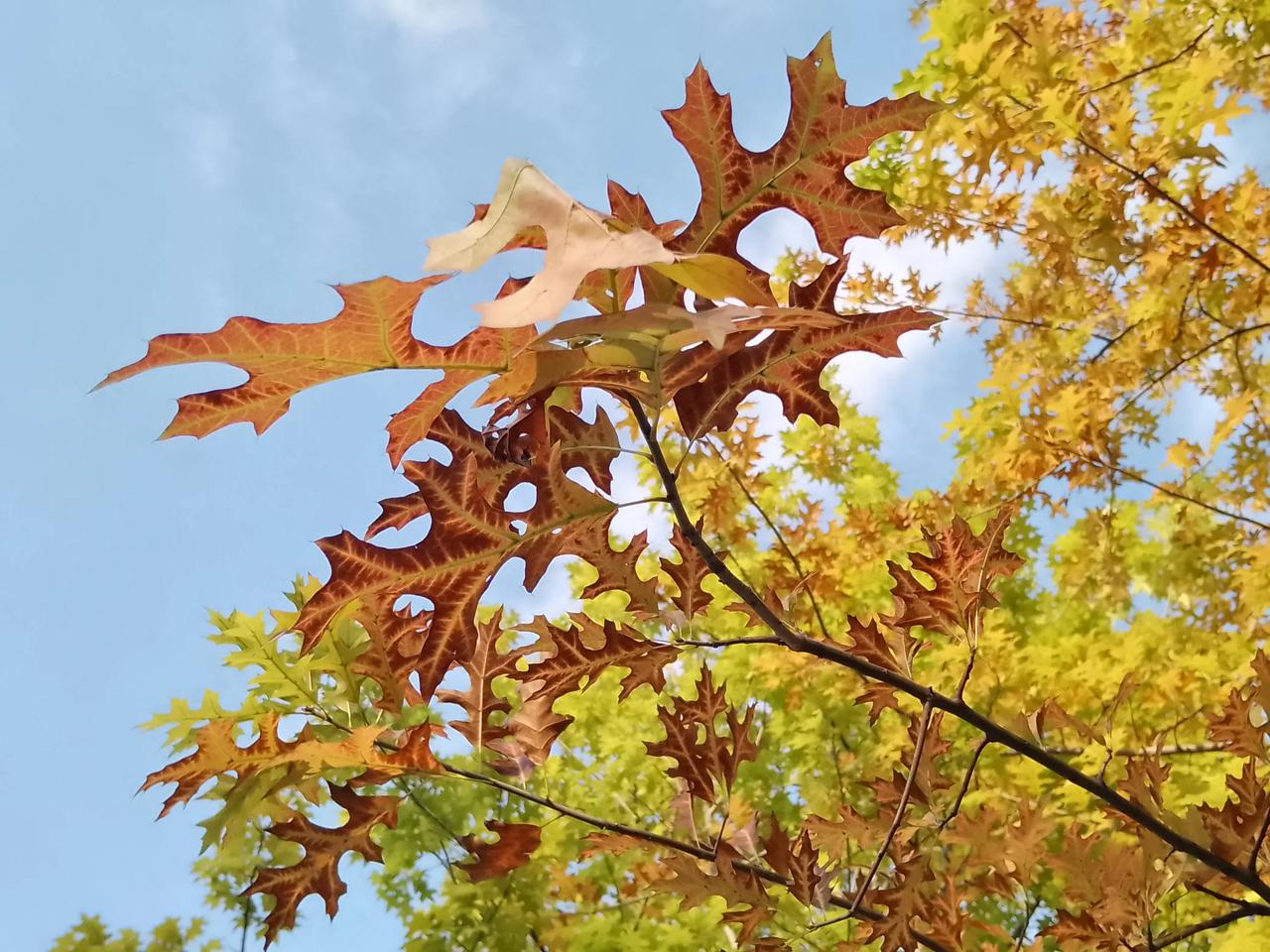 今天的美：
​        今天的美，来自彩叶。
​        天高气爽，