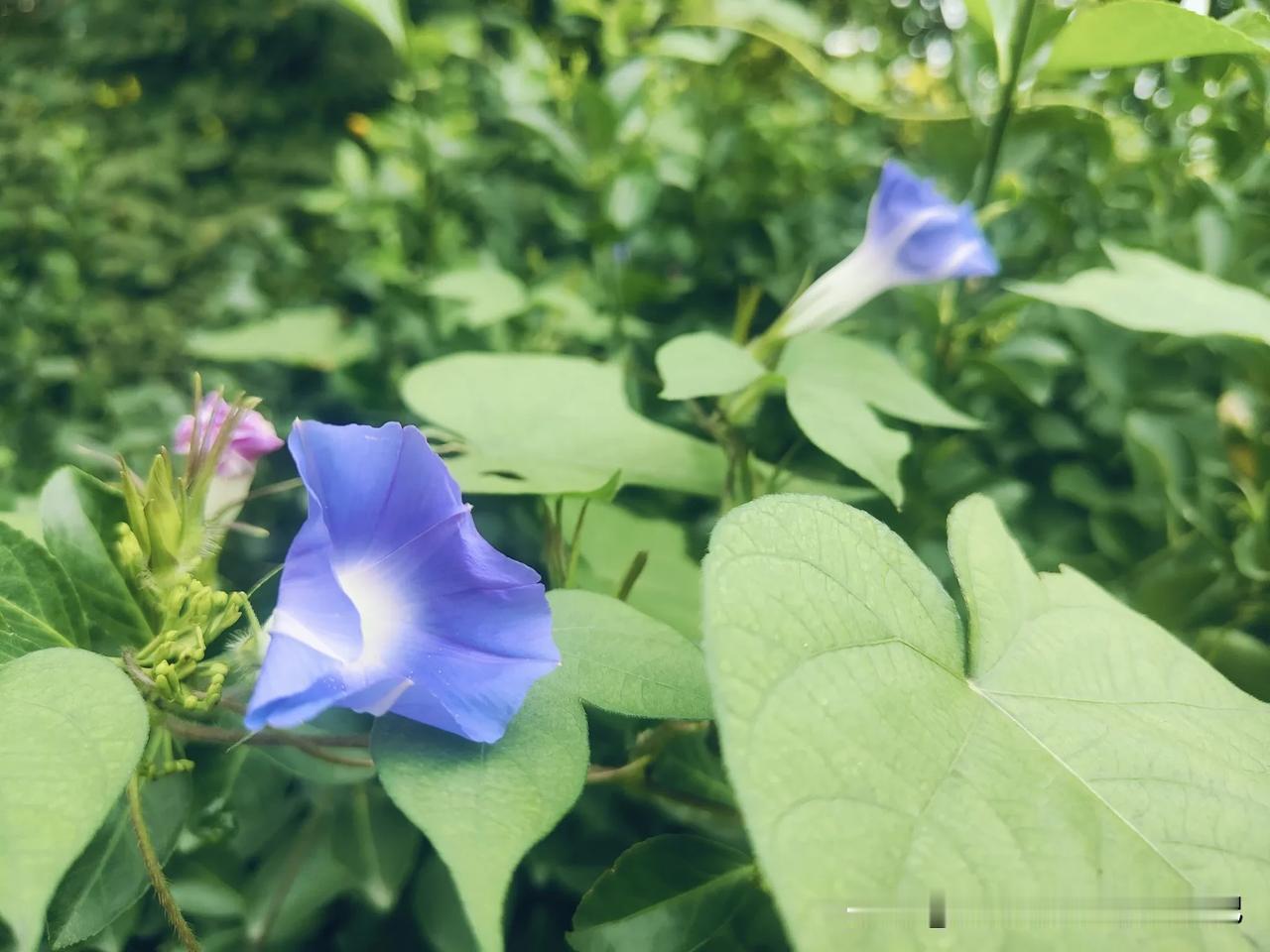最近发生的变化，身体亮起了红灯。
头晕目眩，因为暑假因为连轴工作，终究还是累倒了