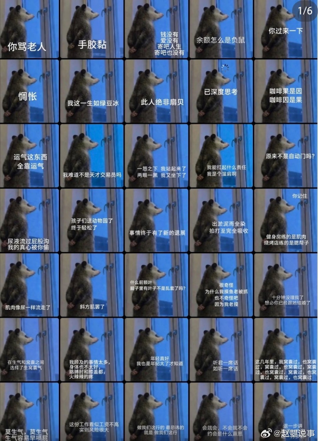 谁能拒绝一只负鼠呢  背手负鼠也自带萌感！小手揣在身后慢悠悠踱步，圆乎乎身子晃来