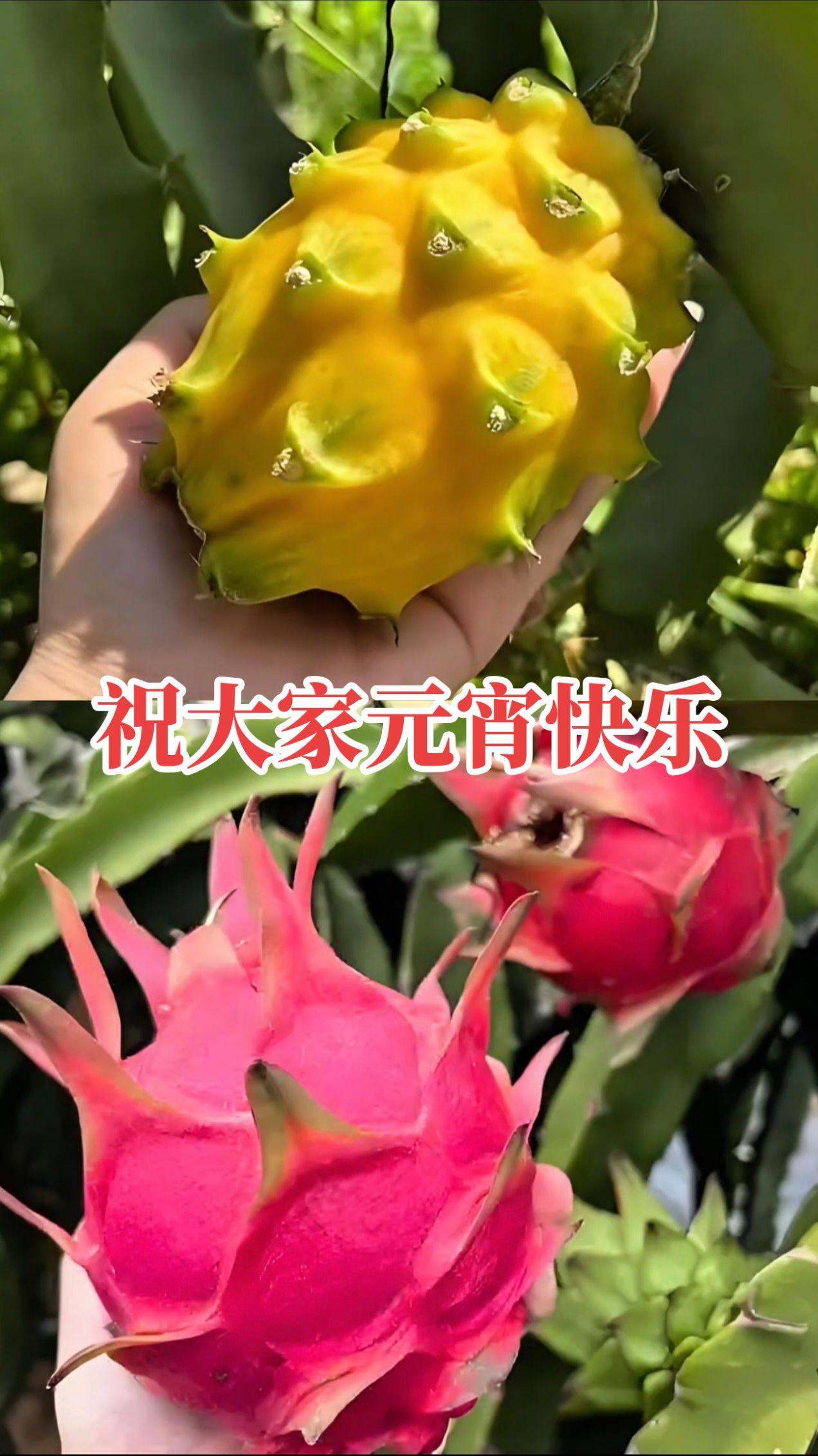 祝大家元宵节快乐，磕家团圆！元宵节快乐 2026风调雨顺 十亿流量扶持计划 火龙