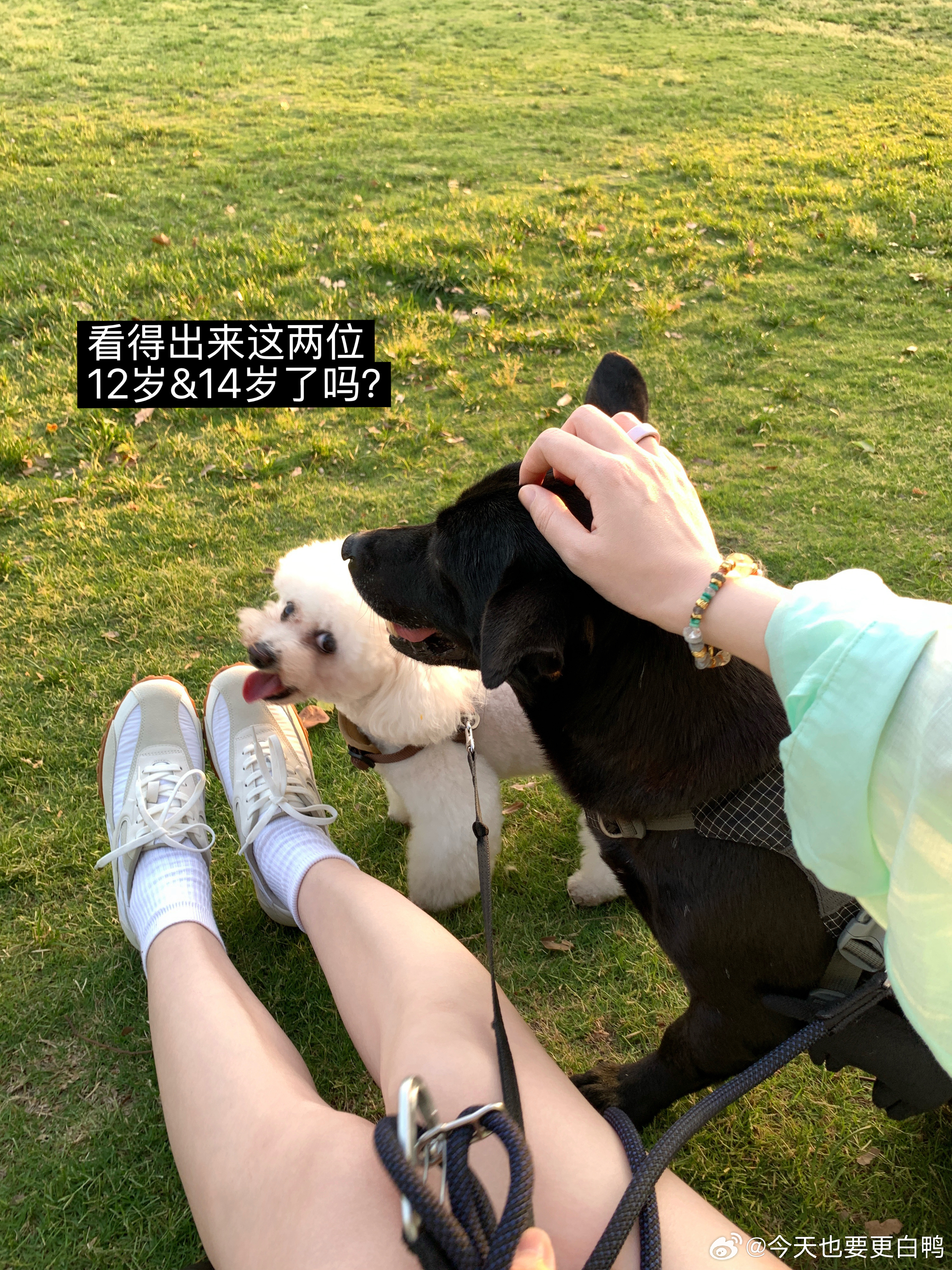 狗狗富翁的日常🐾🥛猜猜Milk是哪一只？今日小满～评论300揪5位小姐妹喝奶