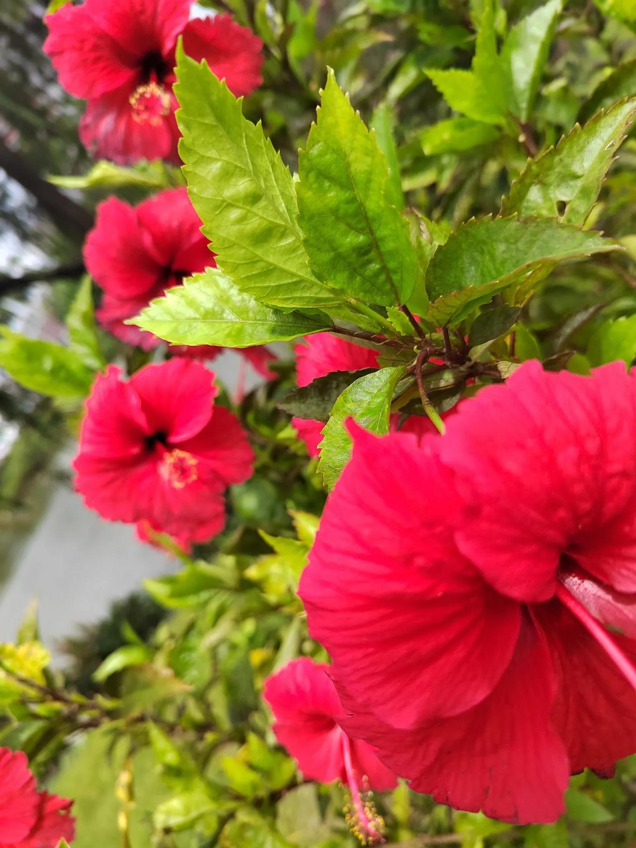 #上联:一碗东坡肉，请对下联#几壶桃花酿。