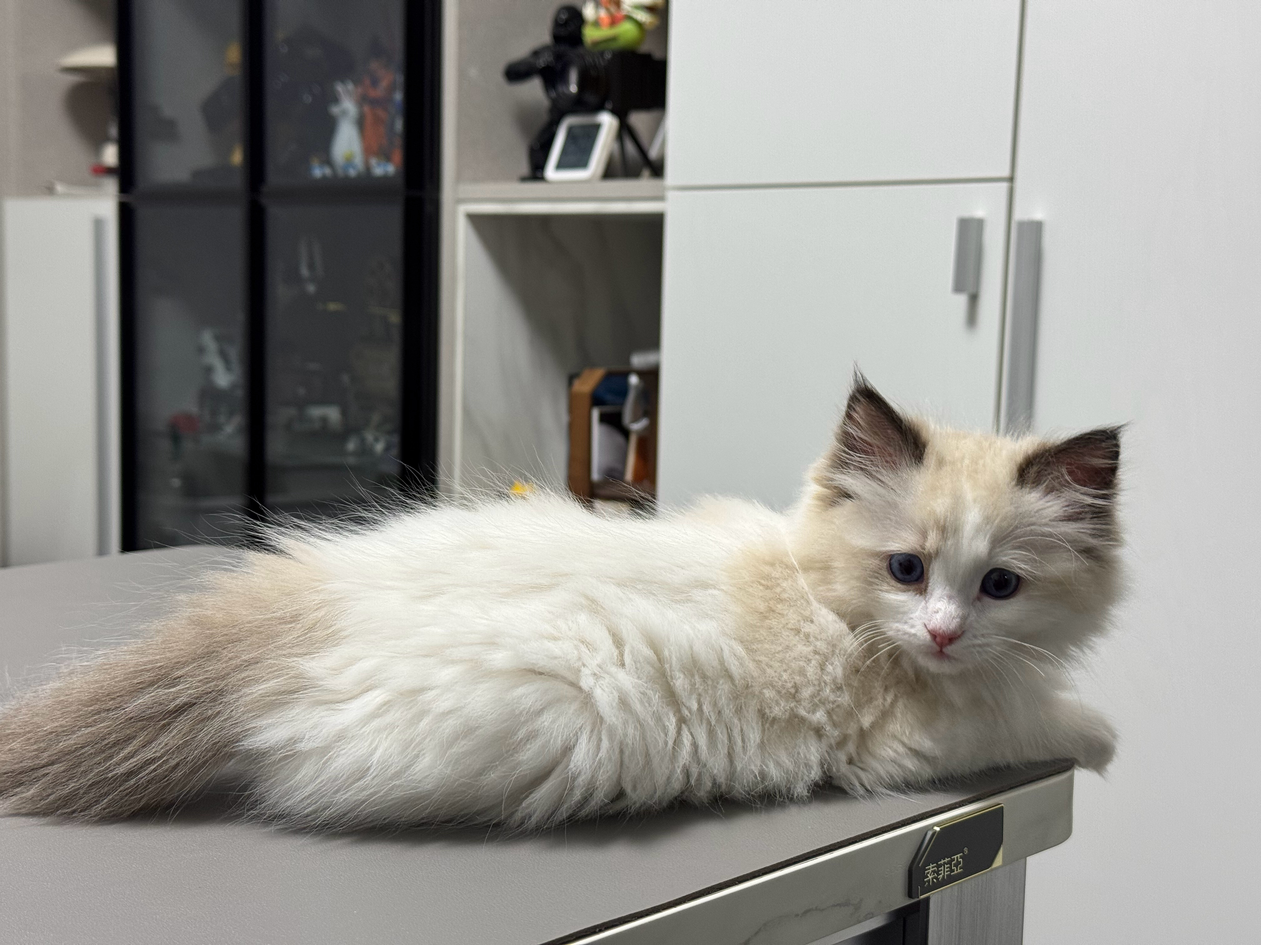 猫猫很喜欢躺在电脑桌上陪我，像初恋一样…[doge] ​​​
