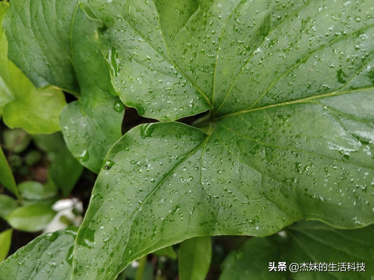 以毒攻毒，这可不是说来玩的！众多有毒的植物都可以用作解毒，这个也不例外。


犁