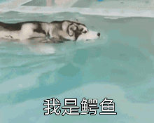 始终觉得，二哈就是上帝在创造狼时，打的个草稿……  . ​​​