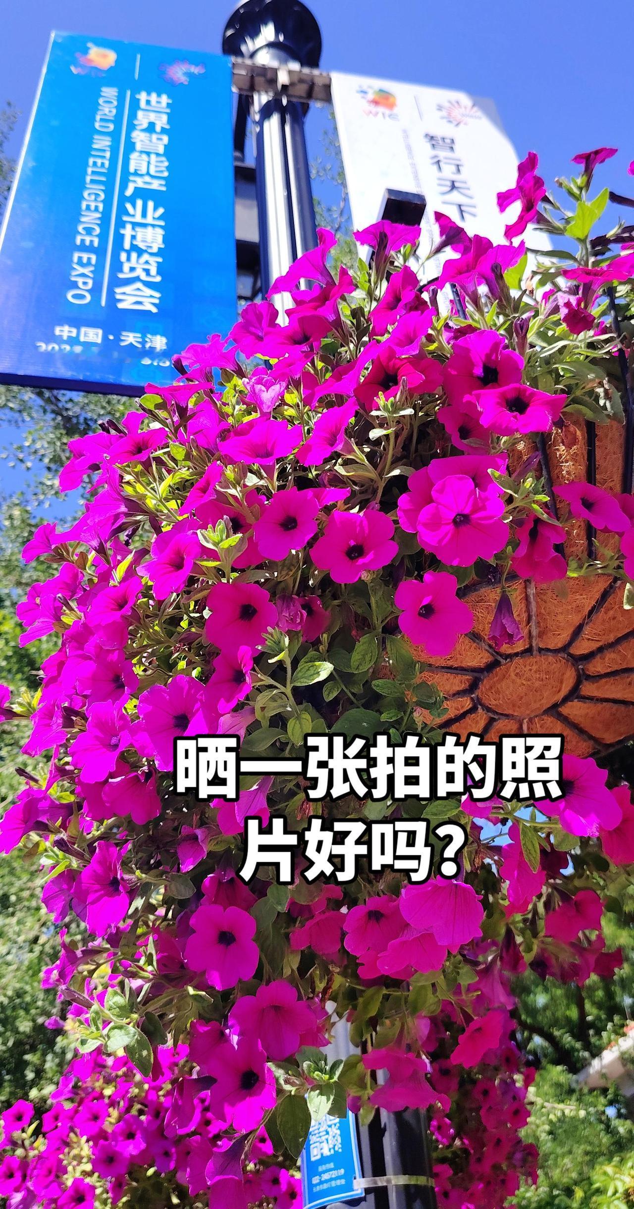 天空湛蓝花儿绚丽