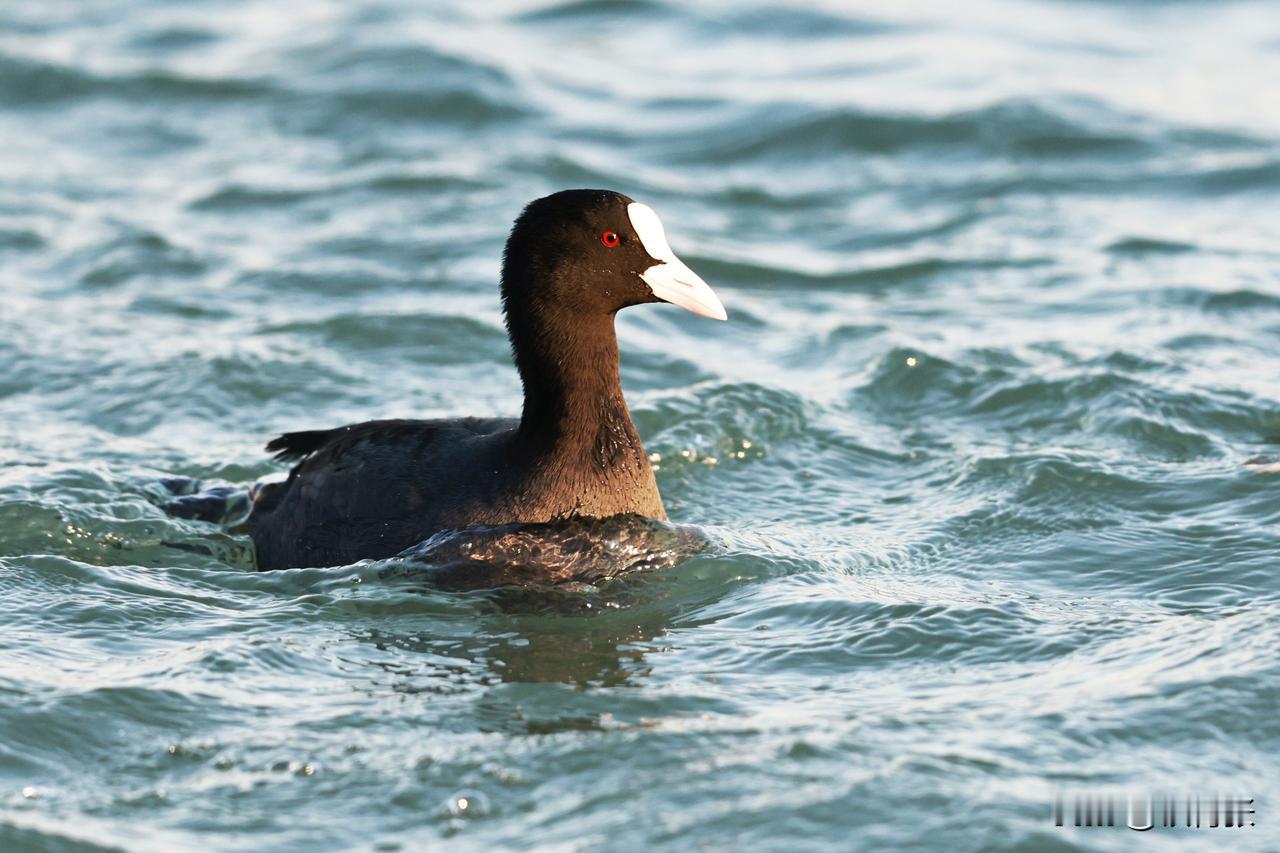 白骨顶鸡成为玉渊潭公园的留鸟