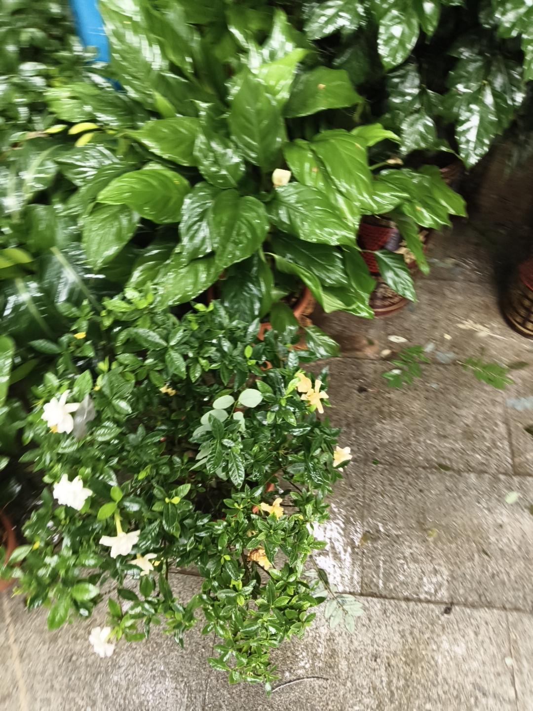晒图笔记大赛院子蓝色大盆里栽种着一株月季，枝干挺拔，竹竿支撑着枝条。茂密翠绿的叶