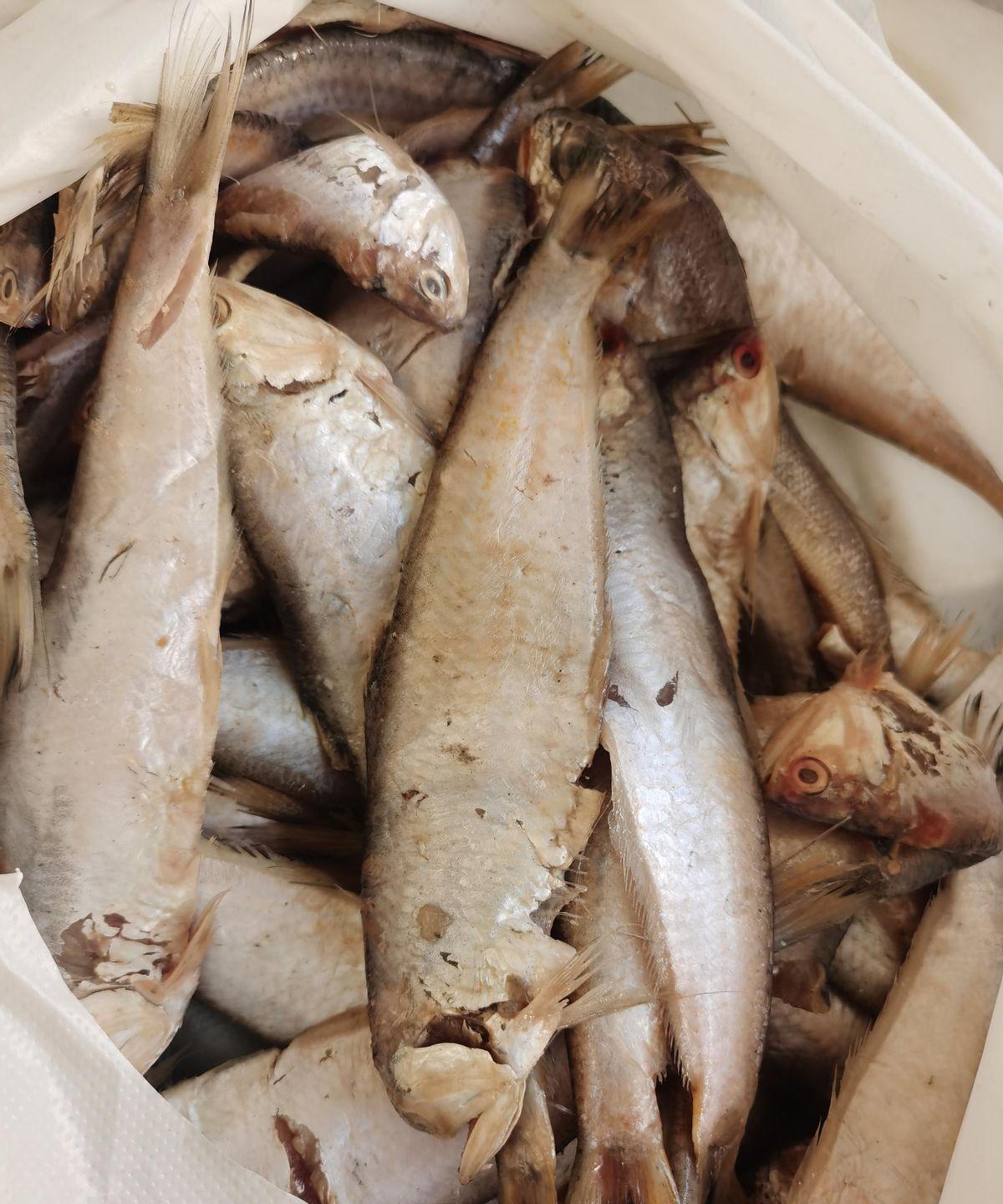 老李早市10块拎回5斤活蹦乱跳的小海鱼，视频一出全网炸锅。
我刷到时也愣住，猪肉