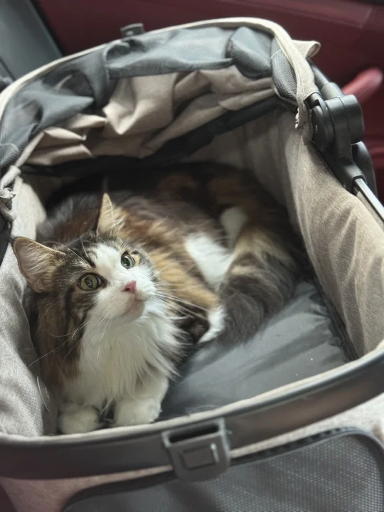 6岁缅因猫牙吸收就医记录