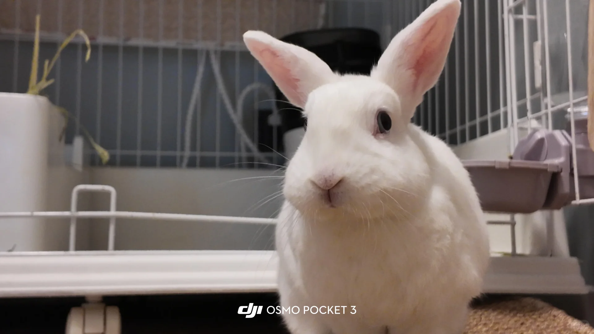 🐰当养兔人用大疆pocket3