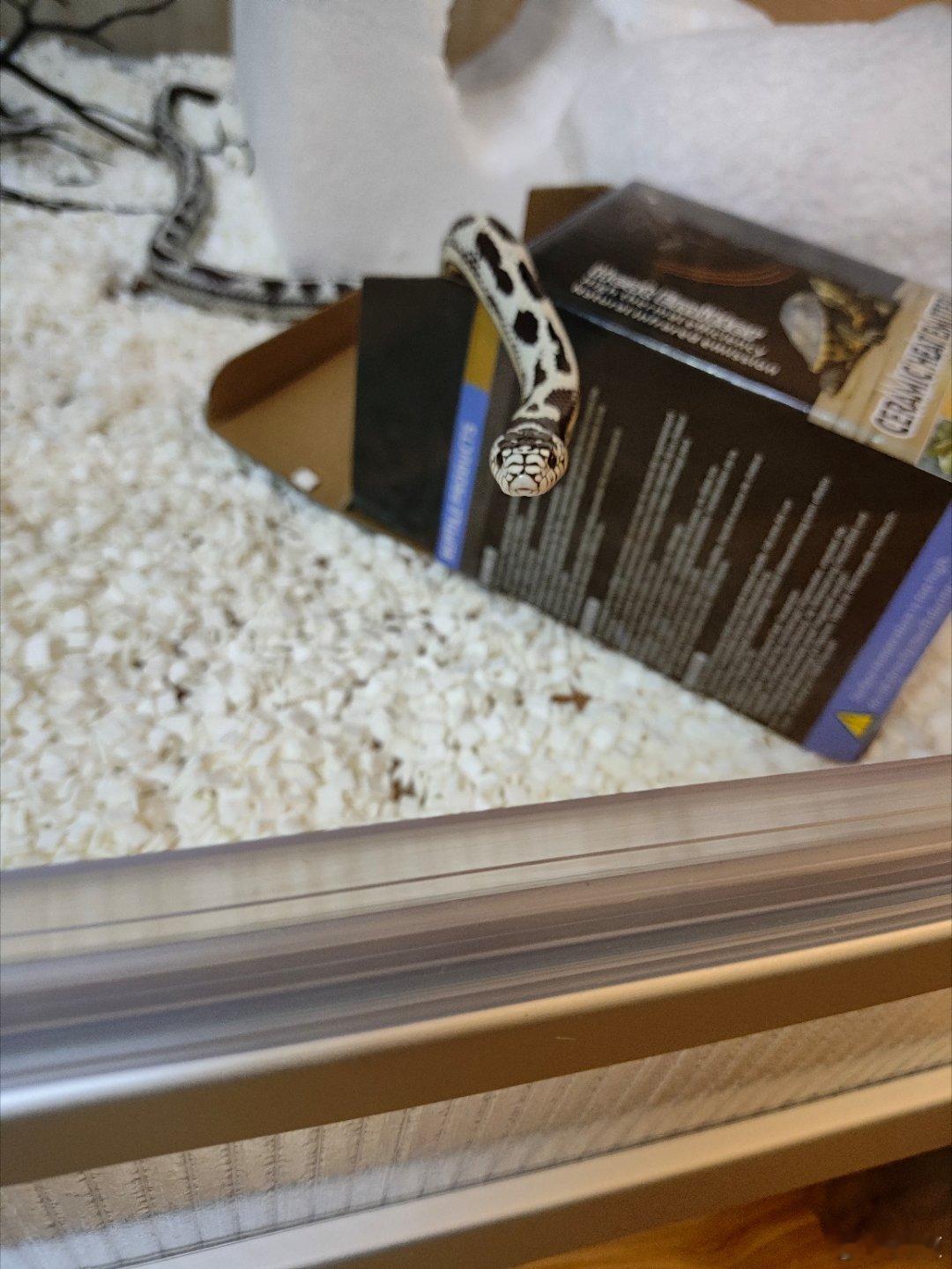本来说撸一下日食，刚刚一打开蛇缸它就很主动地爬我手上，我大感不妙，果然它下一秒就