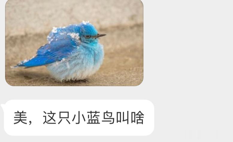 冰川蓝配色的【山蓝鸲qú】 ​​​