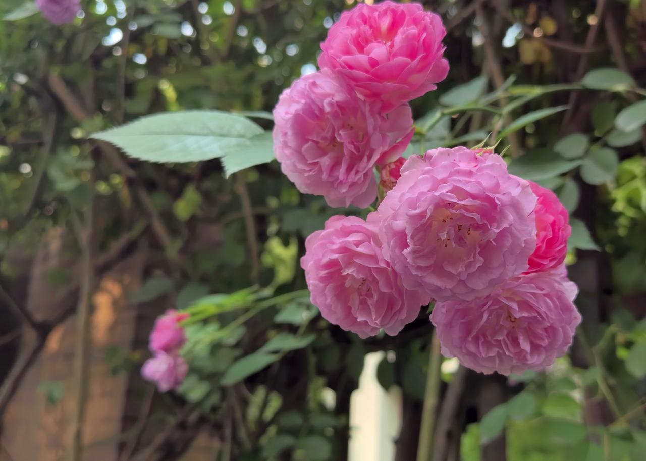 蔷薇群芳