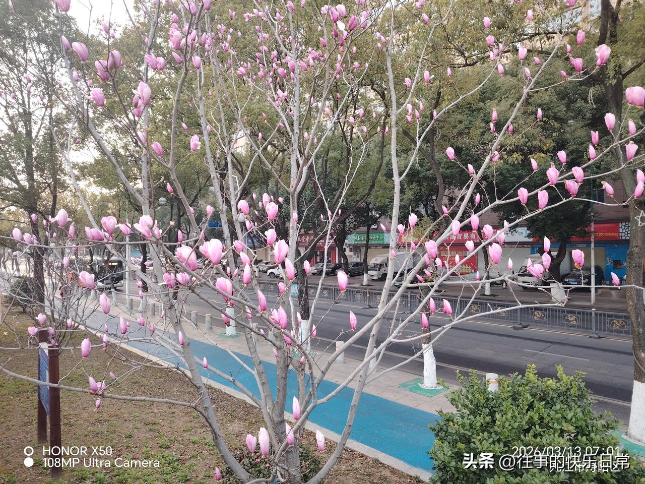 集卡领红包长江岸边玉兰花含苞待放“集卡领红包”