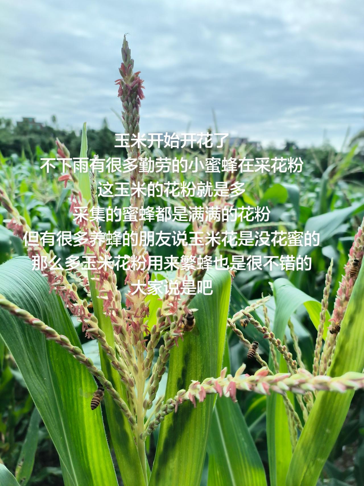 玉米开始开花了
不下雨有很多勤劳的小蜜蜂在采花粉
这玉米的花粉就是多
采集的蜜蜂