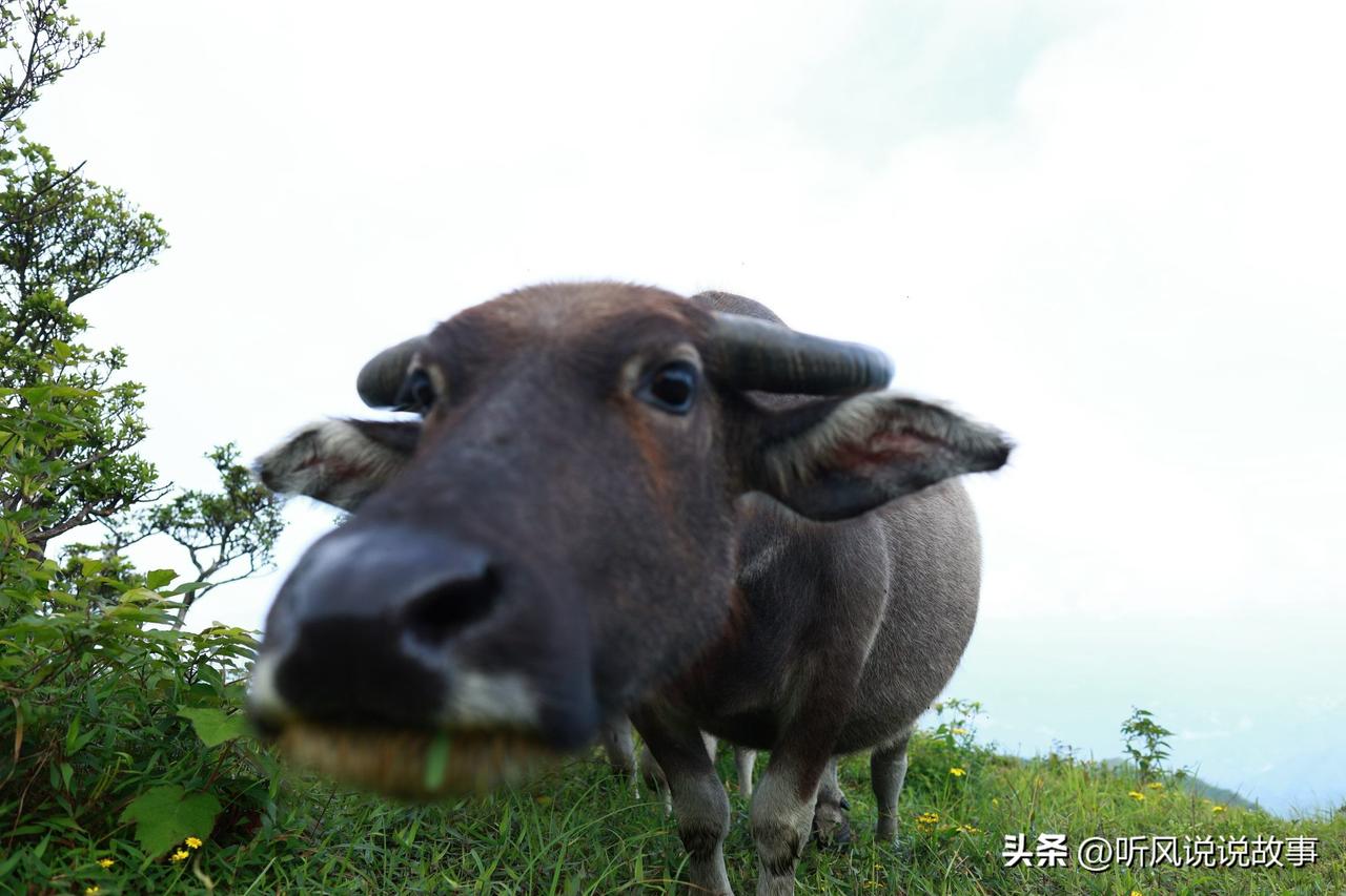 ❤️人不是怕老，是怕孤独

 我清楚知道，人总有别离那天，可心里始终不敢细想父母