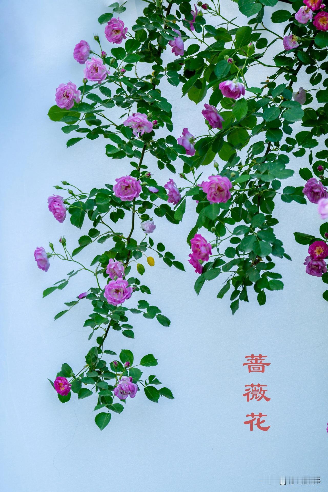 蔷薇花开是一幅美丽的景象呢！蔷薇花通常有着娇艳的颜色和迷人的香气，当它们绽放时，