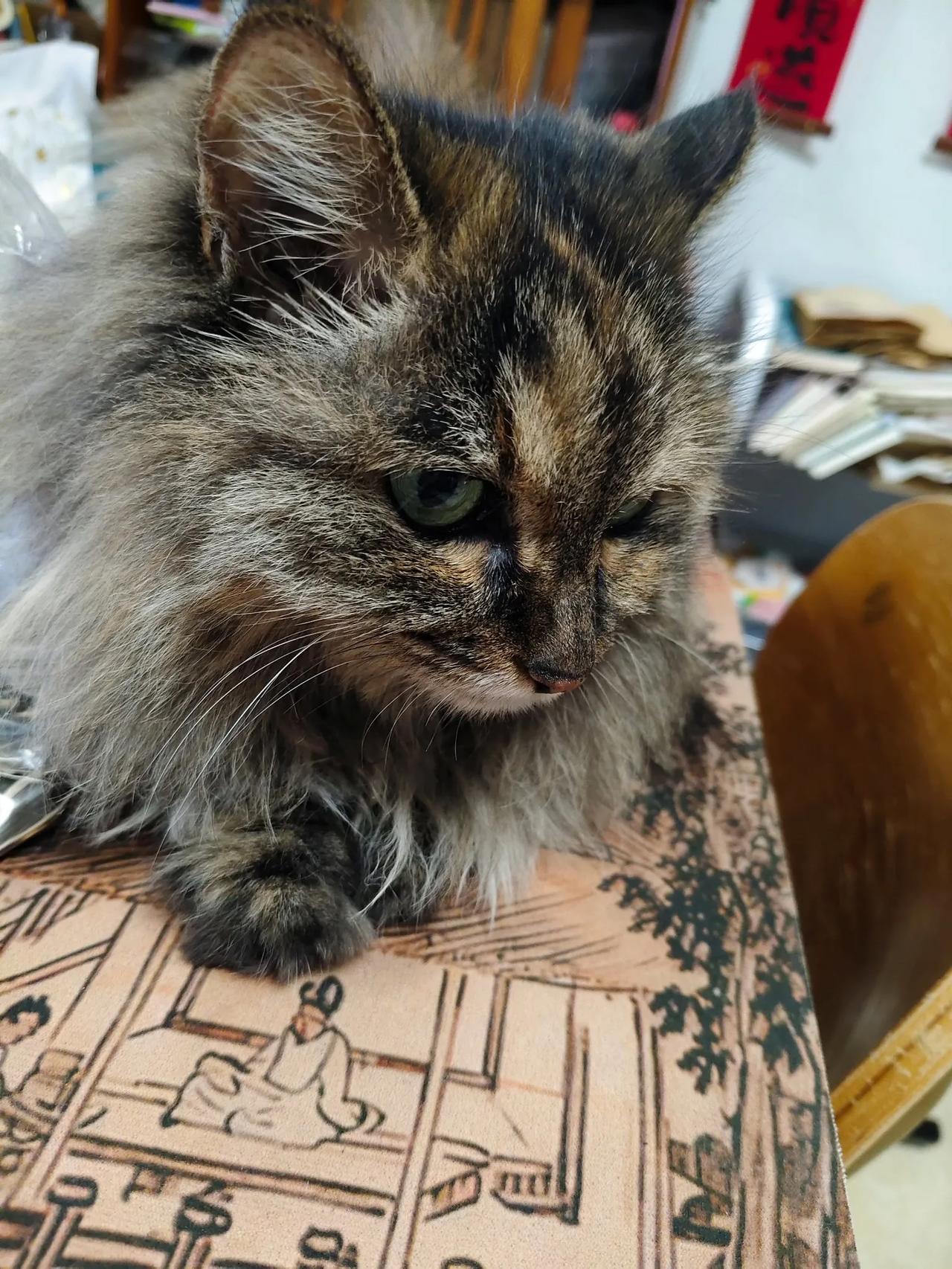 夏日生活打卡季大家一起清凉度夏🥰分享你家猫咪睡觉的样子 晒晒你家猫的可爱瞬间
